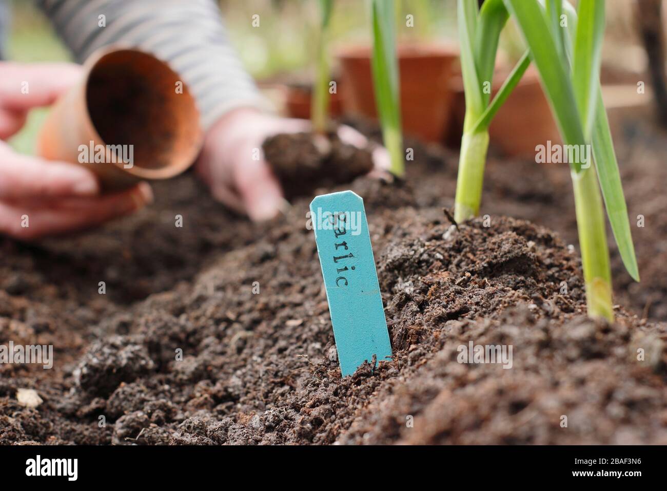 Allium sativum 'Lautrec Wight'. Pflanzen junger Knoblauchpflanzen auf einem Grat Erde, um die Entwässerung zu fördern.UK Stockfoto