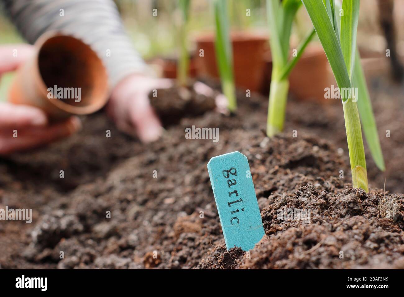 Allium sativum 'Lautrec Wight'. Pflanzen junger Knoblauchpflanzen auf einem Grat Erde, um die Entwässerung zu fördern.UK Stockfoto