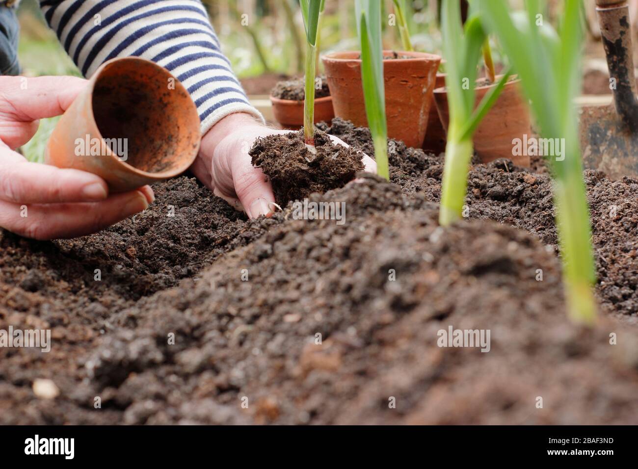 Allium sativum 'Lautrec Wight'. Pflanzen junger Knoblauchpflanzen auf einem Grat Erde, um die Entwässerung zu fördern.UK Stockfoto