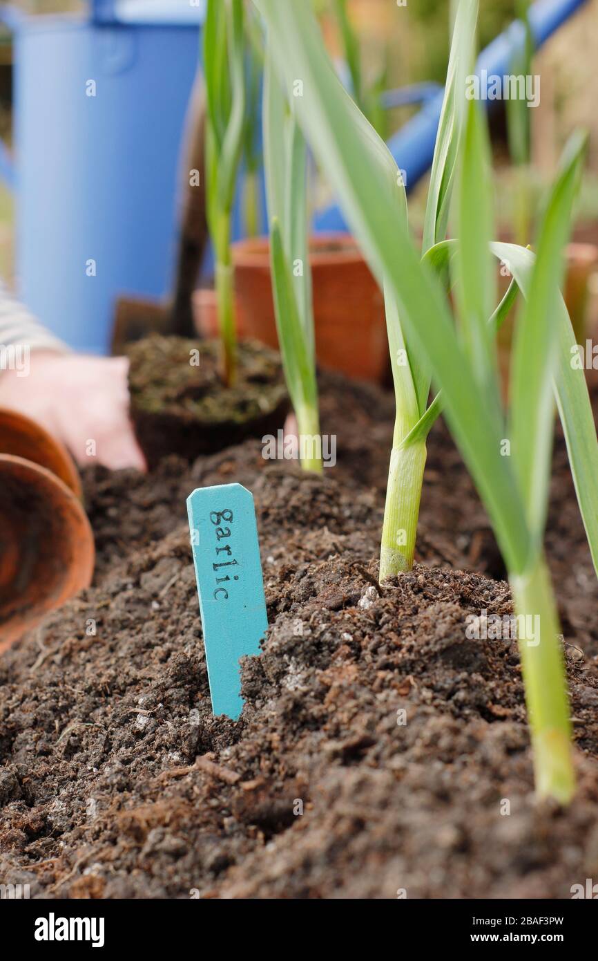 Allium sativum 'Lautrec Wight'. Pflanzen junger Knoblauchpflanzen auf einem Grat Erde, um die Entwässerung zu fördern.UK Stockfoto