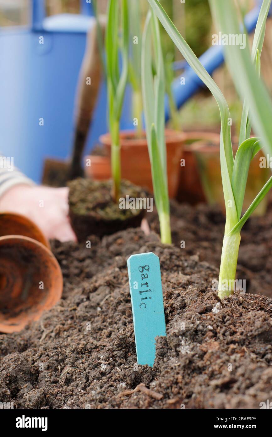 Allium sativum 'Lautrec Wight'. Pflanzen junger Knoblauchpflanzen auf einem Grat Erde, um die Entwässerung zu fördern.UK Stockfoto