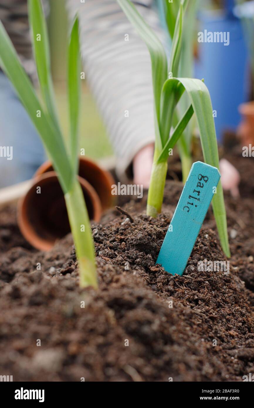 Allium sativum 'Lautrec Wight'. Pflanzen junger Knoblauchpflanzen auf einem Grat Erde, um die Entwässerung zu fördern.UK Stockfoto