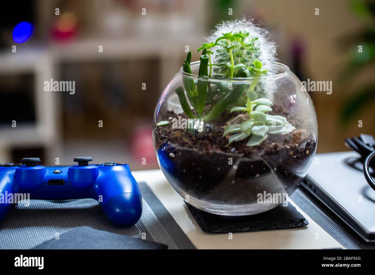 Ein offenes Terrarium mit mehreren im Inneren wachsenden Sukkulenten saß auf einem Kaffeetafel in einer gut beleuchteten modernen Wohnung. Stockfoto