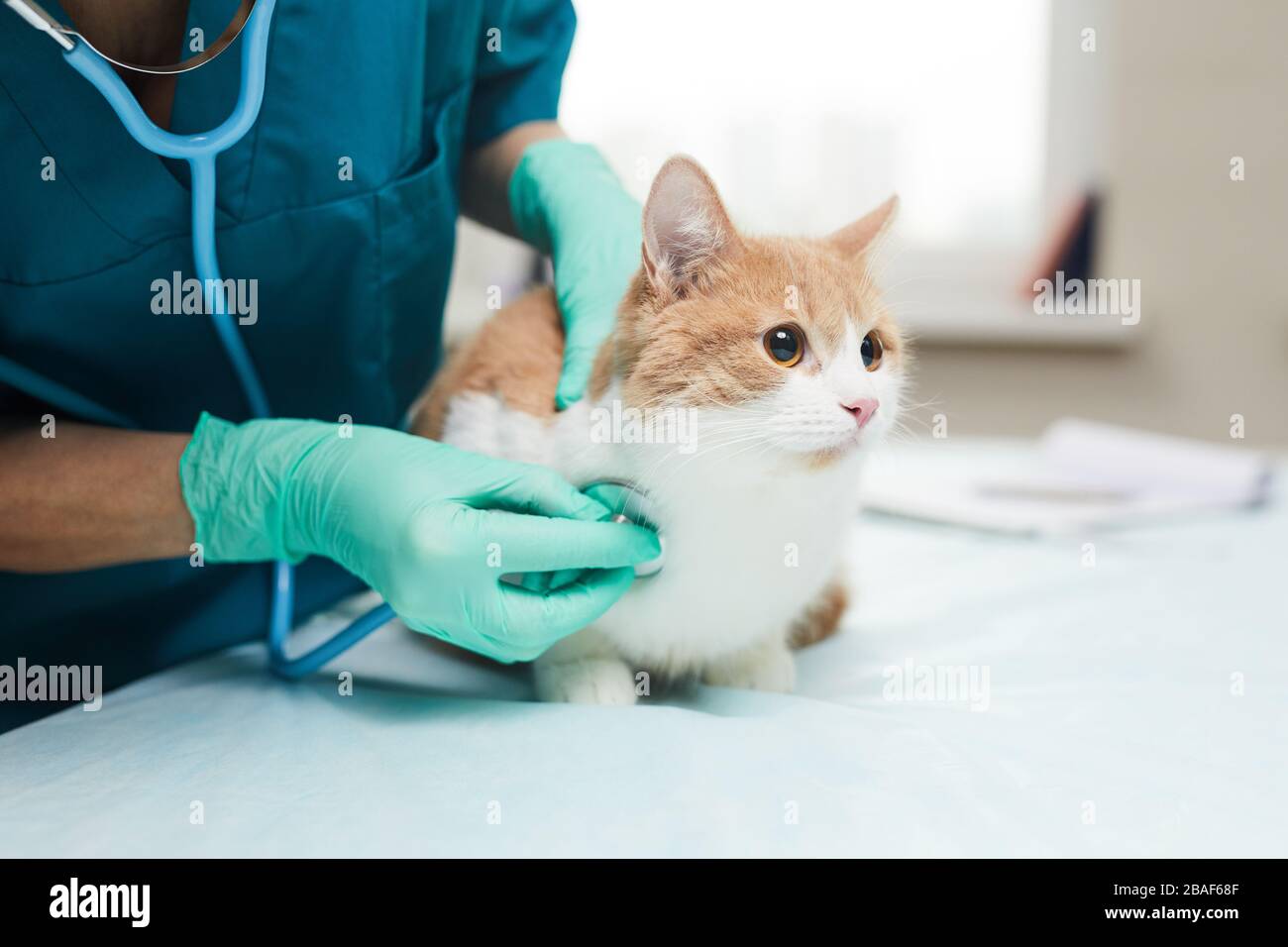Nahaufnahme der weiblichen Tierärztin in Schutzhandschuhen Untersuchung des Tieres mit Stethoskop in der Tierklinik Stockfoto