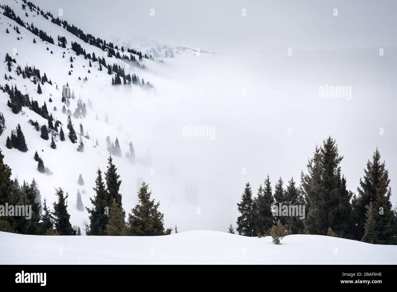 Winter-Bergwelt von Kiefernwald am nebligen Tag Stockfoto