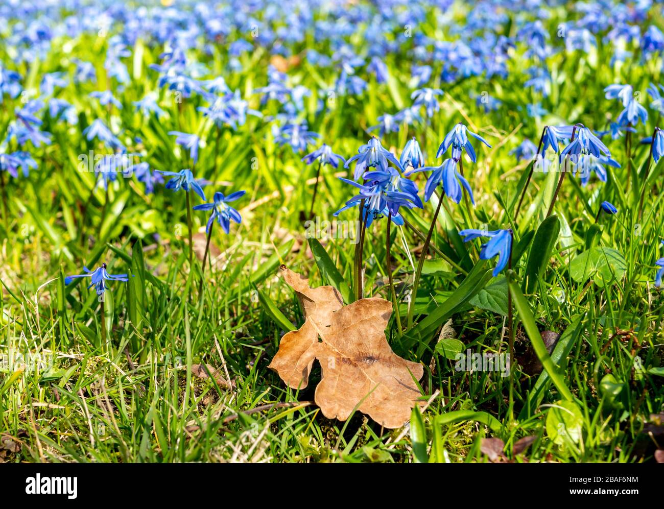 Die sibirische Tintenburg Scilla siberica blüht im Frühjahr Stockfoto