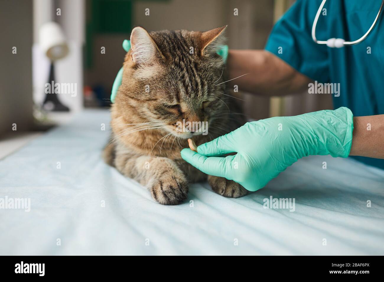 Nahaufnahme des Arztes in Schutzhandschuhen, die Hauskatze vor Krankheit eine Pille geben Stockfoto
