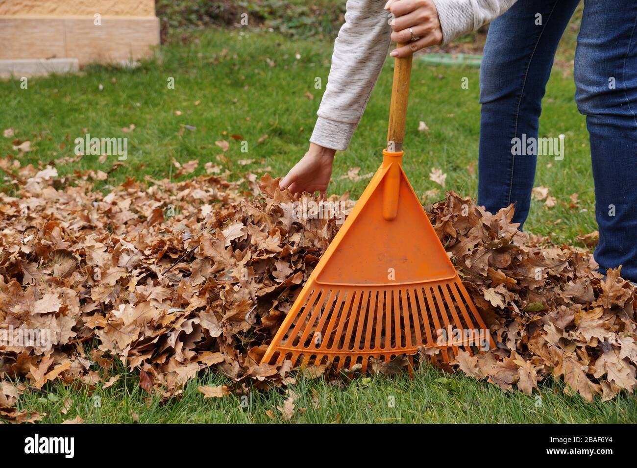 Herbstarbeiten im Garten. Handreinigung von Blättern mit Händen und Rechen. Stockfoto