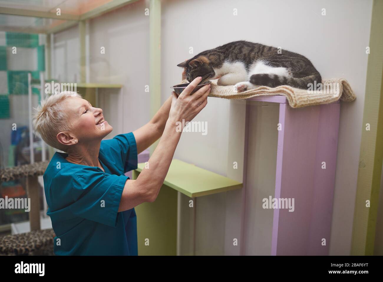 Reife Frau in Uniform, die die Schüssel für die Katze heraushält und sie nach einer Operation in der Tierklinik füttert Stockfoto