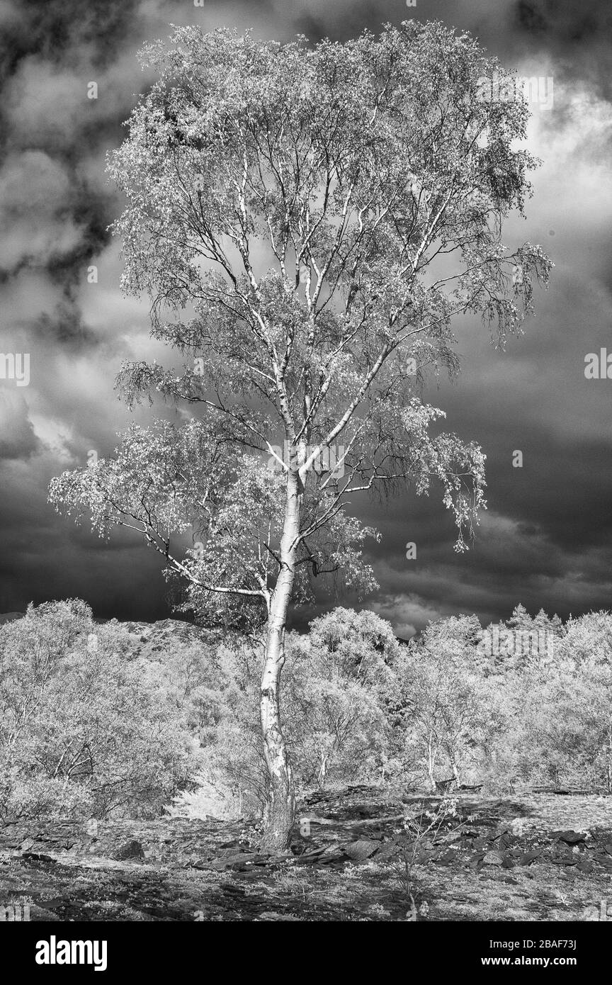 Einsamer Baum im Infrarot - Lake District Stockfoto