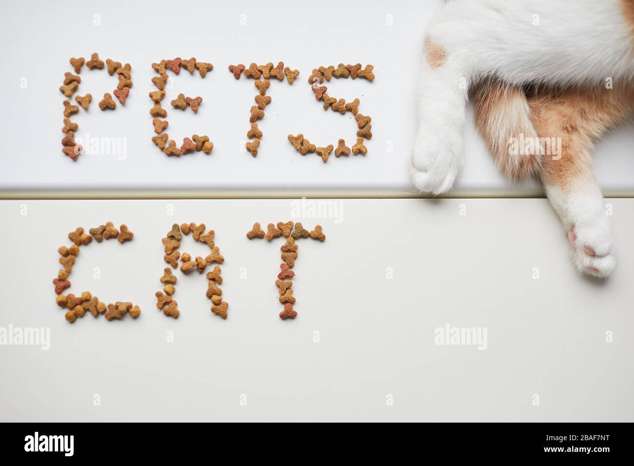 Nahaufnahme der Hauskatze, die auf weißem Hintergrund liegt und in deren Nähe sich Tiernahrung befindet Stockfoto