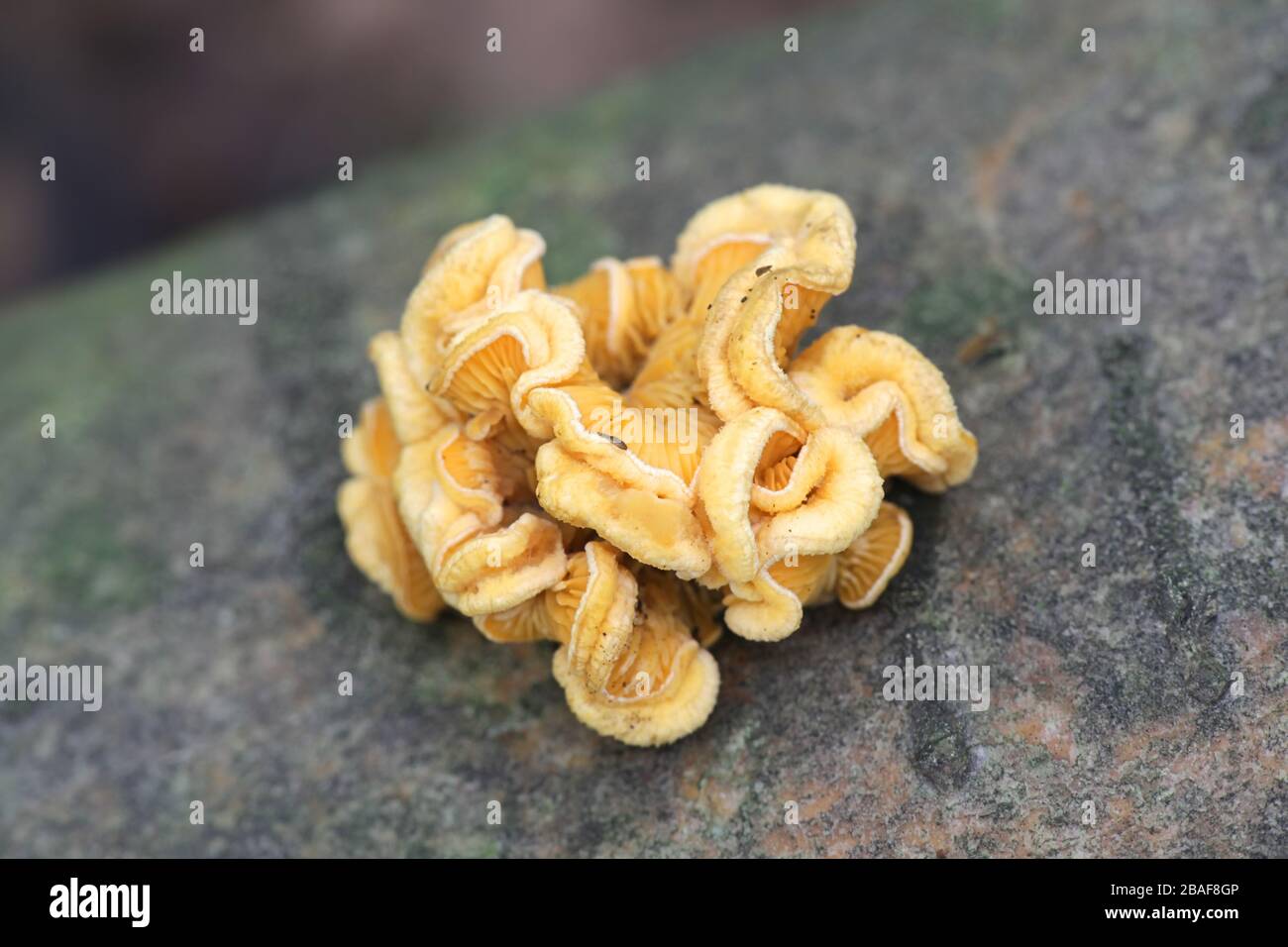 Phyllotopsis nidulans, bekannt als Mockauster oder Orangenauster, Wildpilze aus Finnland Stockfoto