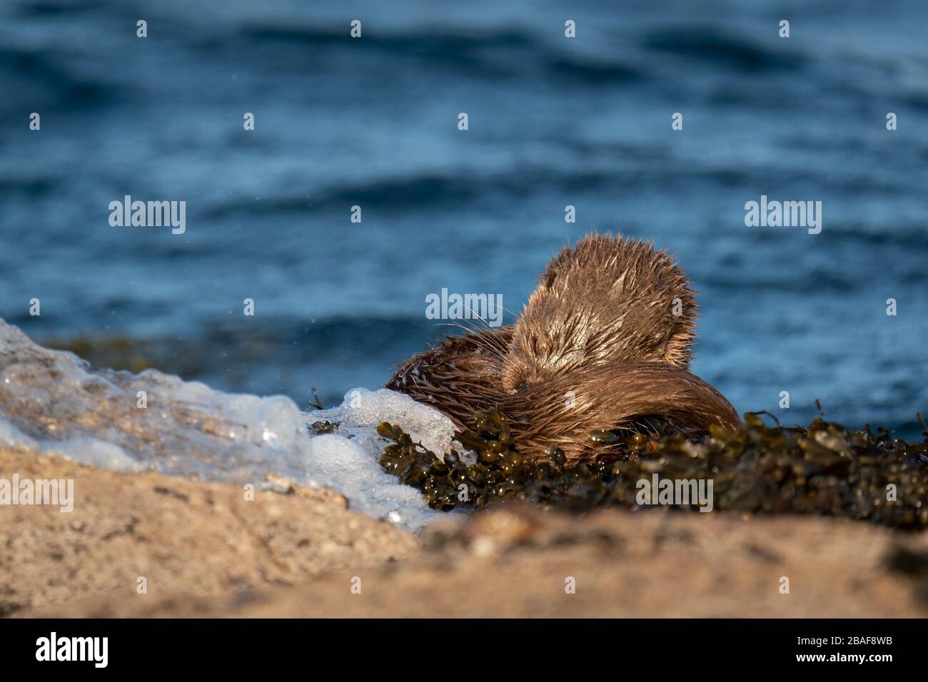 Nahaufnahme der europäischen Otterkuppe oder -Ausrüstung, die friedlich schlafen, auf dem Schwanz aufgerollt Stockfoto