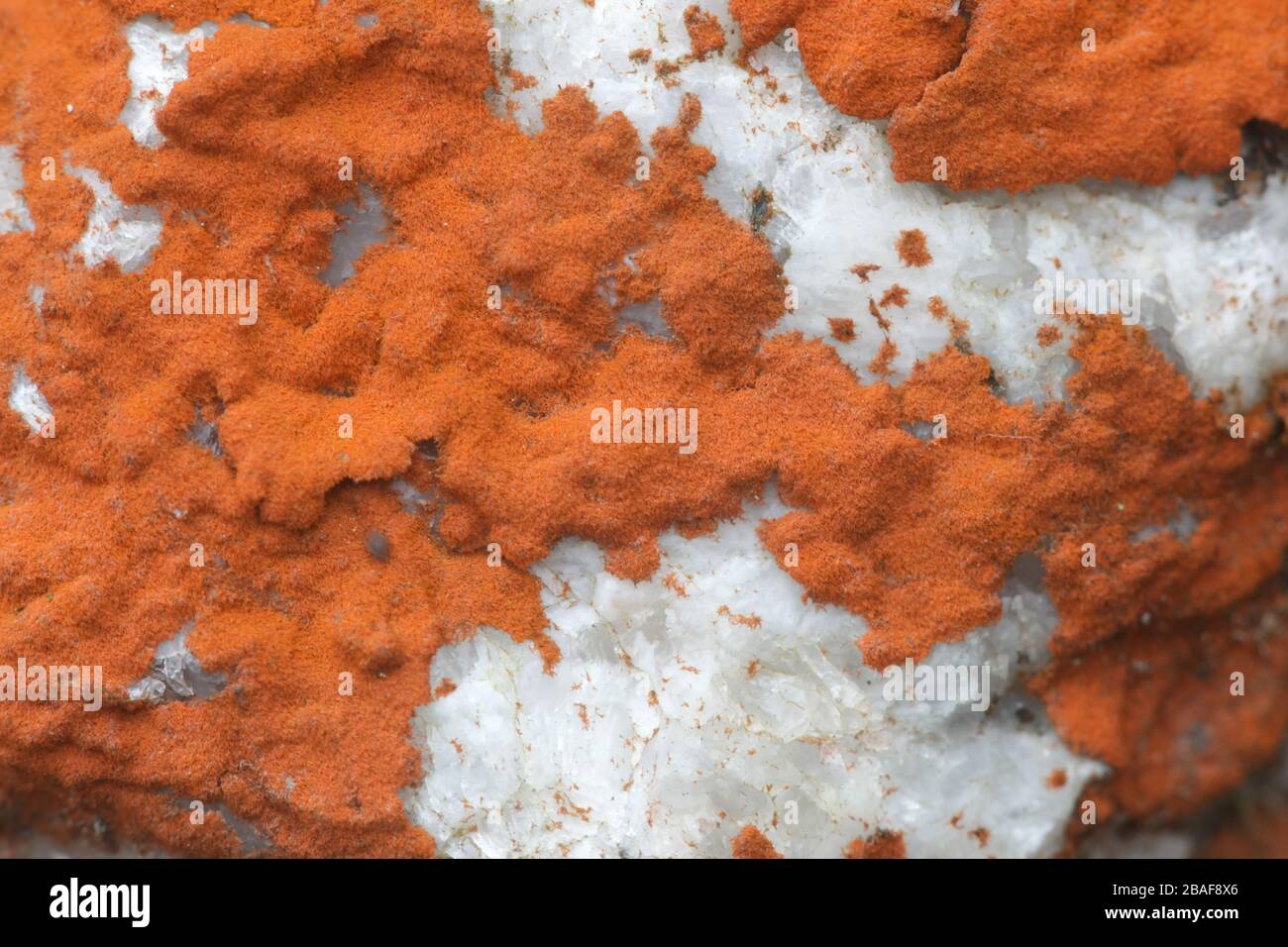 Trentepohlia Aurea, eine terrestrische Grünalge, wächst an Kalkstein Oberfläche in Finnland Stockfoto