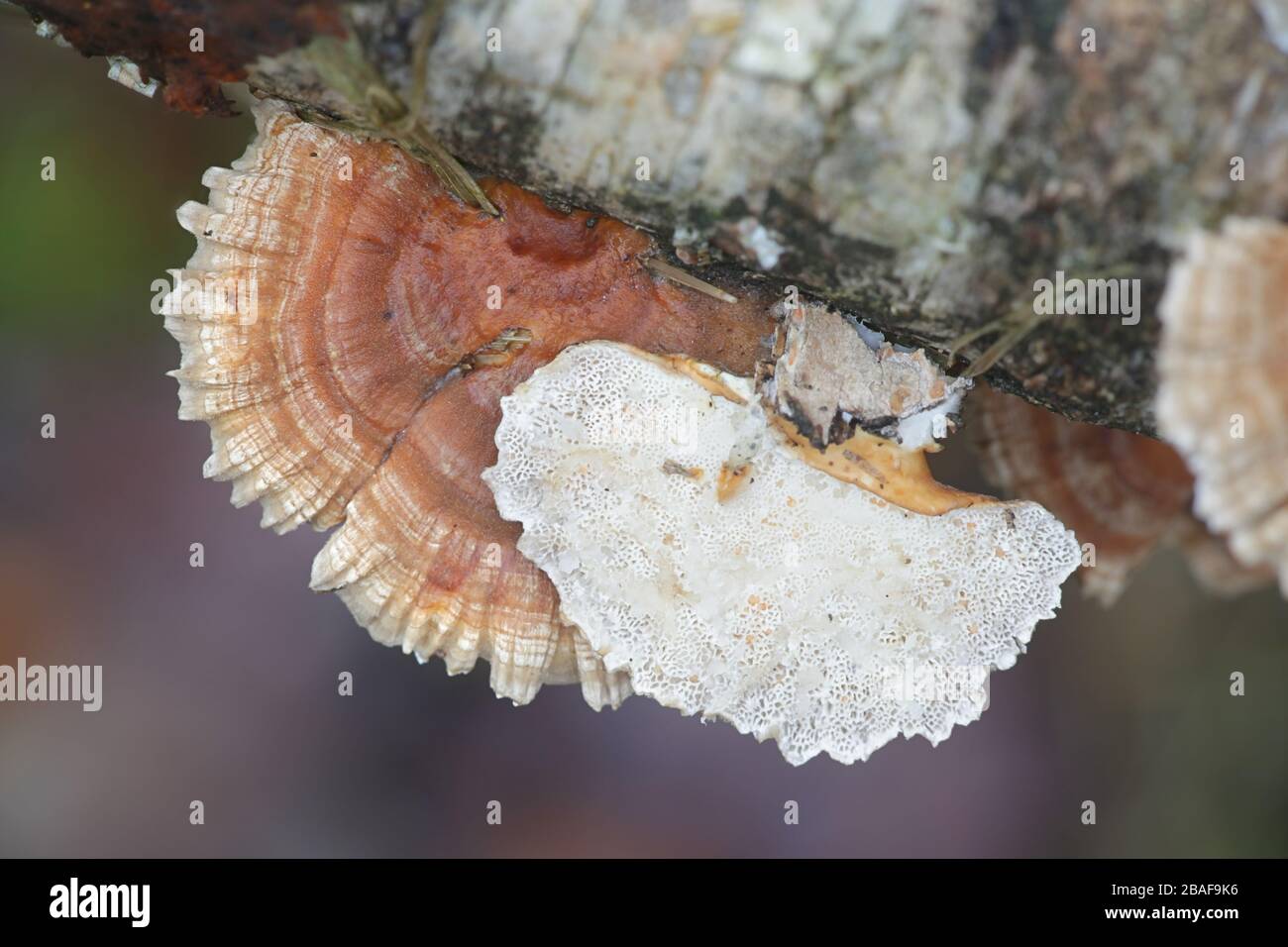 Trametes ochracea, bekannt als Ockerhalterpilz, eine Polypore aus Finnland Stockfoto