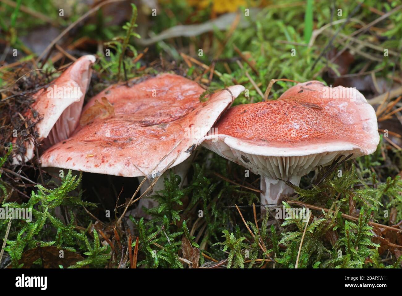 Hygrophorus erubescens, bekannt als geblochtes Holzwachs oder rosafarbene Wachskappe, Wildpilze aus Finnland Stockfoto