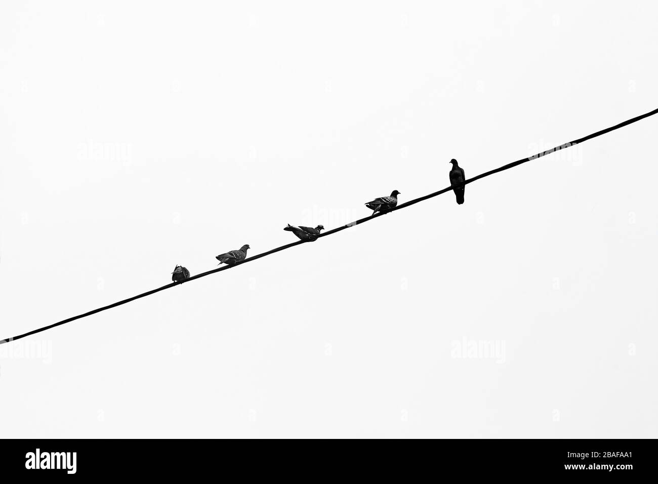 Fünf Tauben, die auf einer Kabelschnur sitzen. Minimale horizontale Aufnahme mit Kopierbereich. Schwarz-weiß gezont. Stockfoto