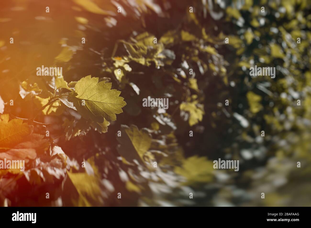 Abstrakter natürlicher Hintergrund mit selektivem Fokus auf einem Blatt. Büsche mit schöner dynamischer Unschärfe und leichtem Flare. Stockfoto