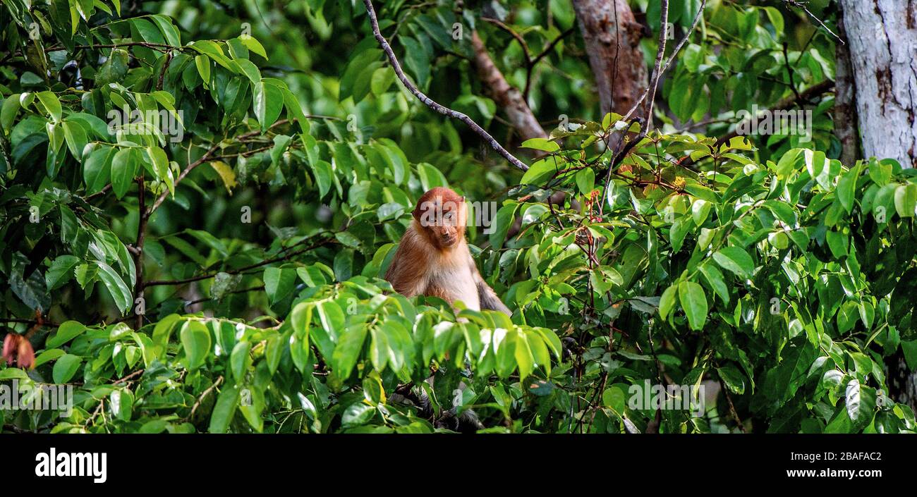 Weibchen von Proboscis Monkey an einem Baum im wildgrünen Regenwald auf der Borneo-Insel. Der Proboscis-Affe (Nasalis larvatus) oder Langnasenaffe, wissen Stockfoto