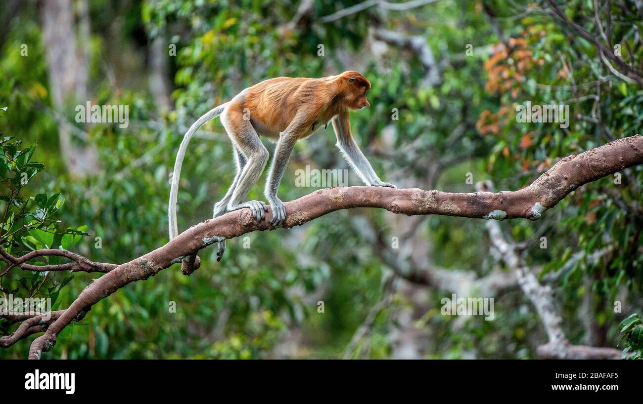 Proboscis Monkey (weiblich) an einem Baum im wildgrünen Regenwald auf der Borneo-Insel. Der Proboscis-Affe (Nasalis larvatus) oder Langnasenaffe, bekannt Stockfoto