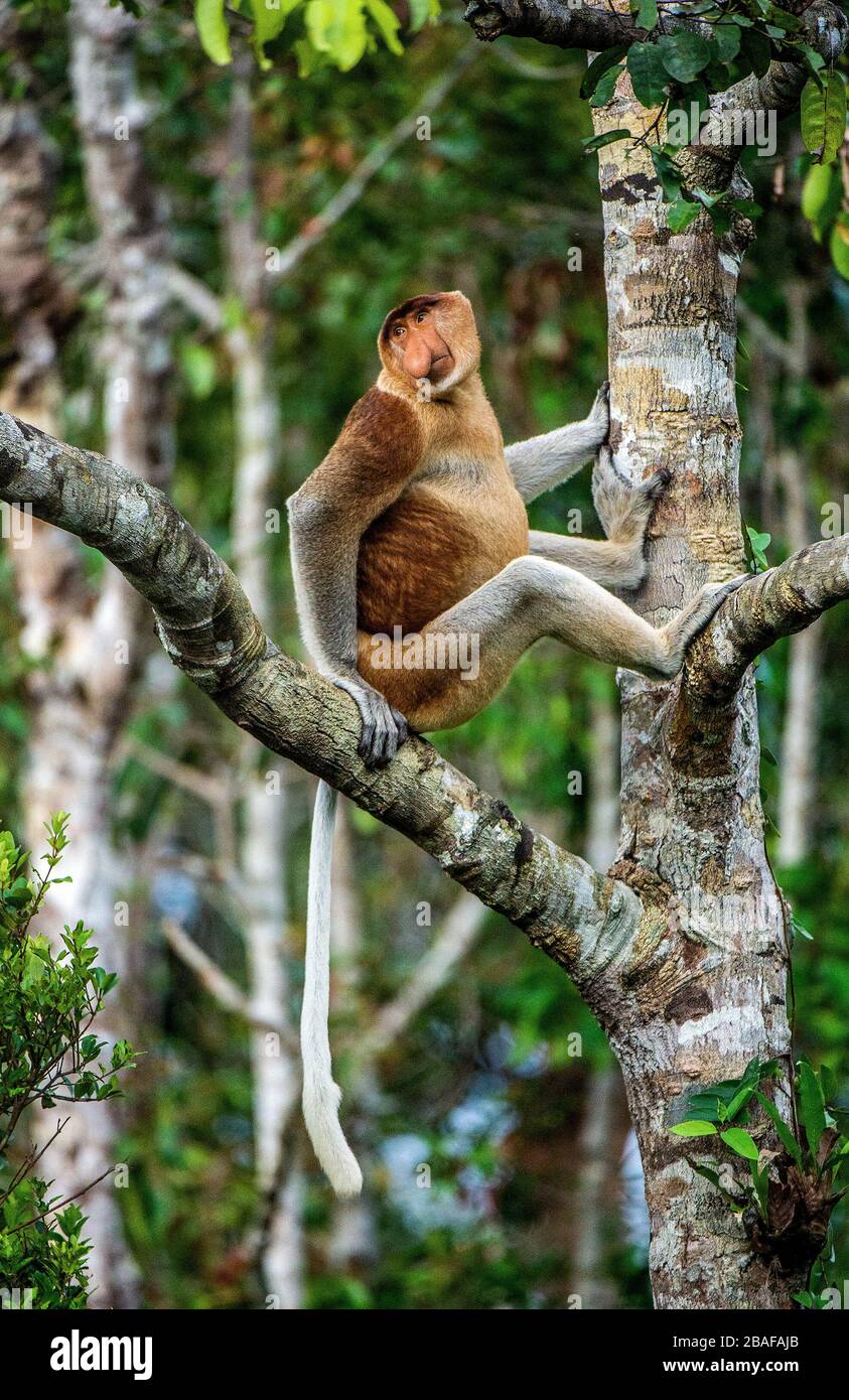 Männlich von Proboscis Monkey an einem Baum im wilden grünen Regenwald auf Borneo Island. Der Proboscis-Affe (Nasalis larvatus) oder Langnasenaffe, bekannt Stockfoto