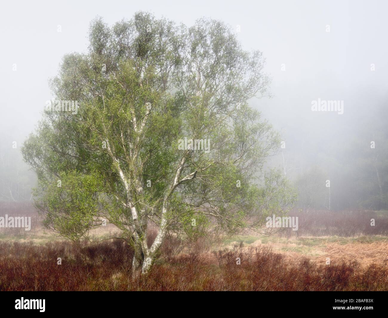 Silberne Birke im Frühlingslaub agianst einen nebligen Backgorund mit rotem Vordergrund-Gebüsch Stockfoto