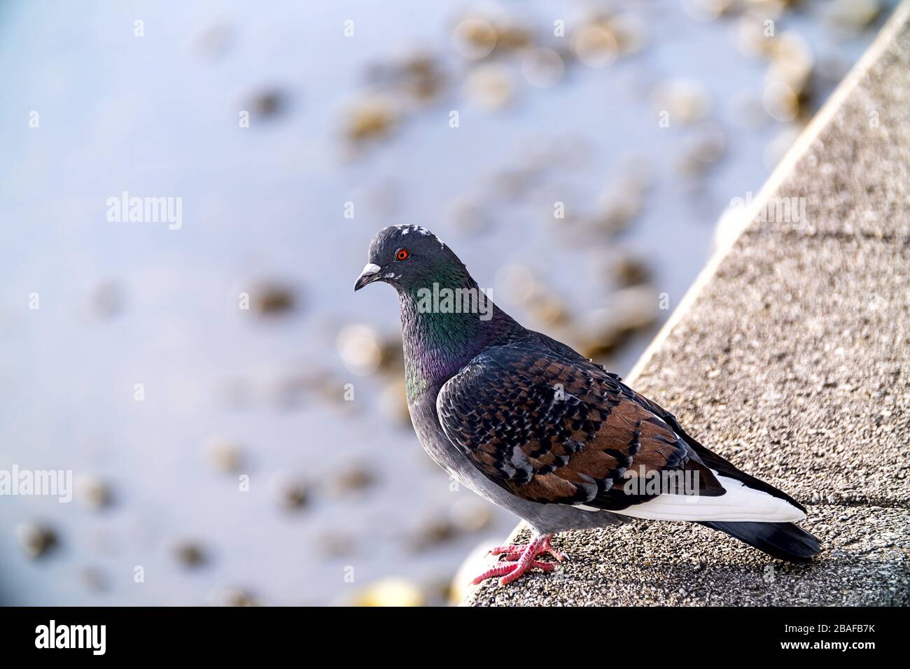 Im Vordergrund eine Taube, im Rücken verschwommenes Wasser und Kieselsteine Stockfoto