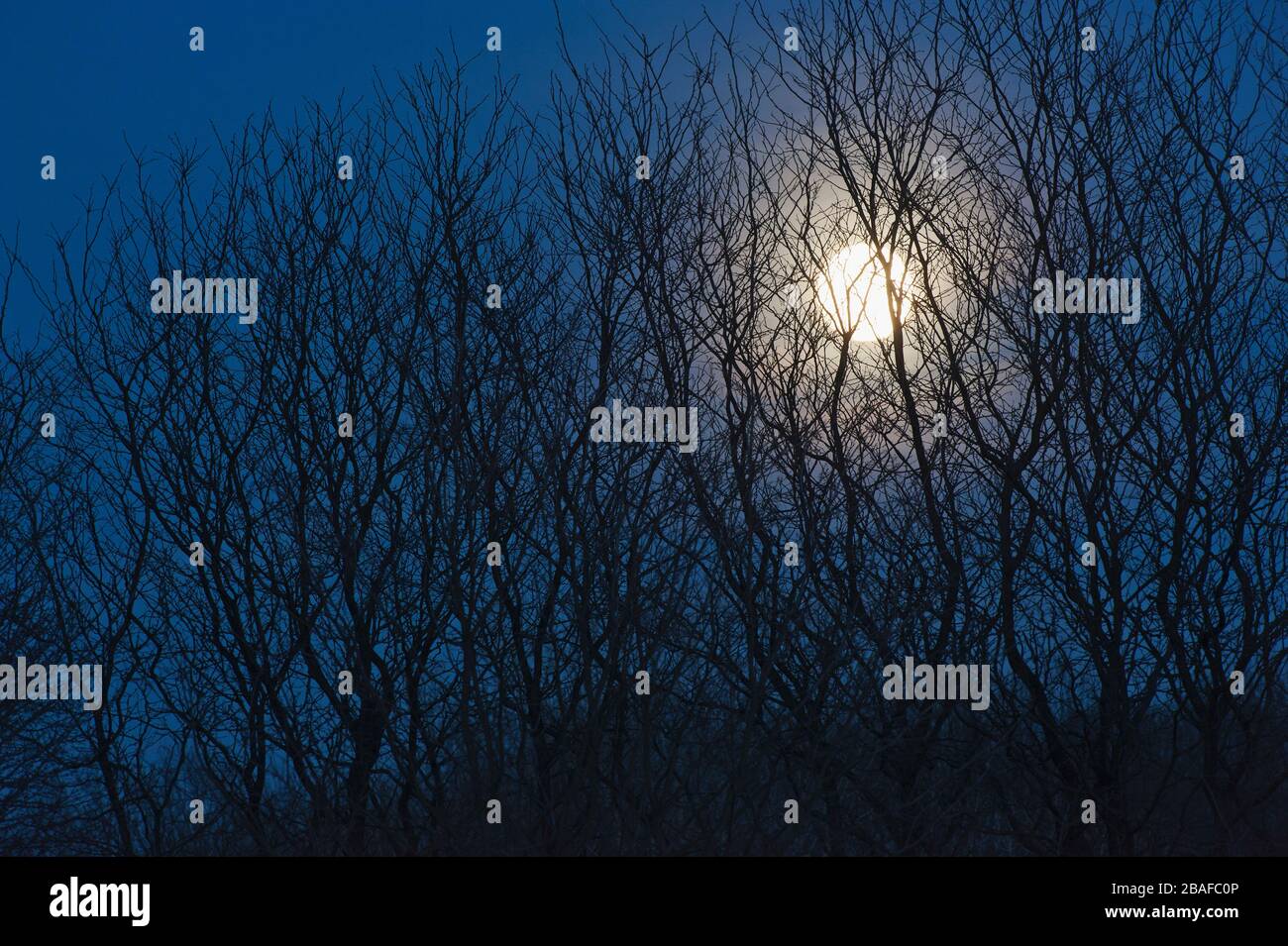 Vollmond und Bäume in der Nacht Stockfoto