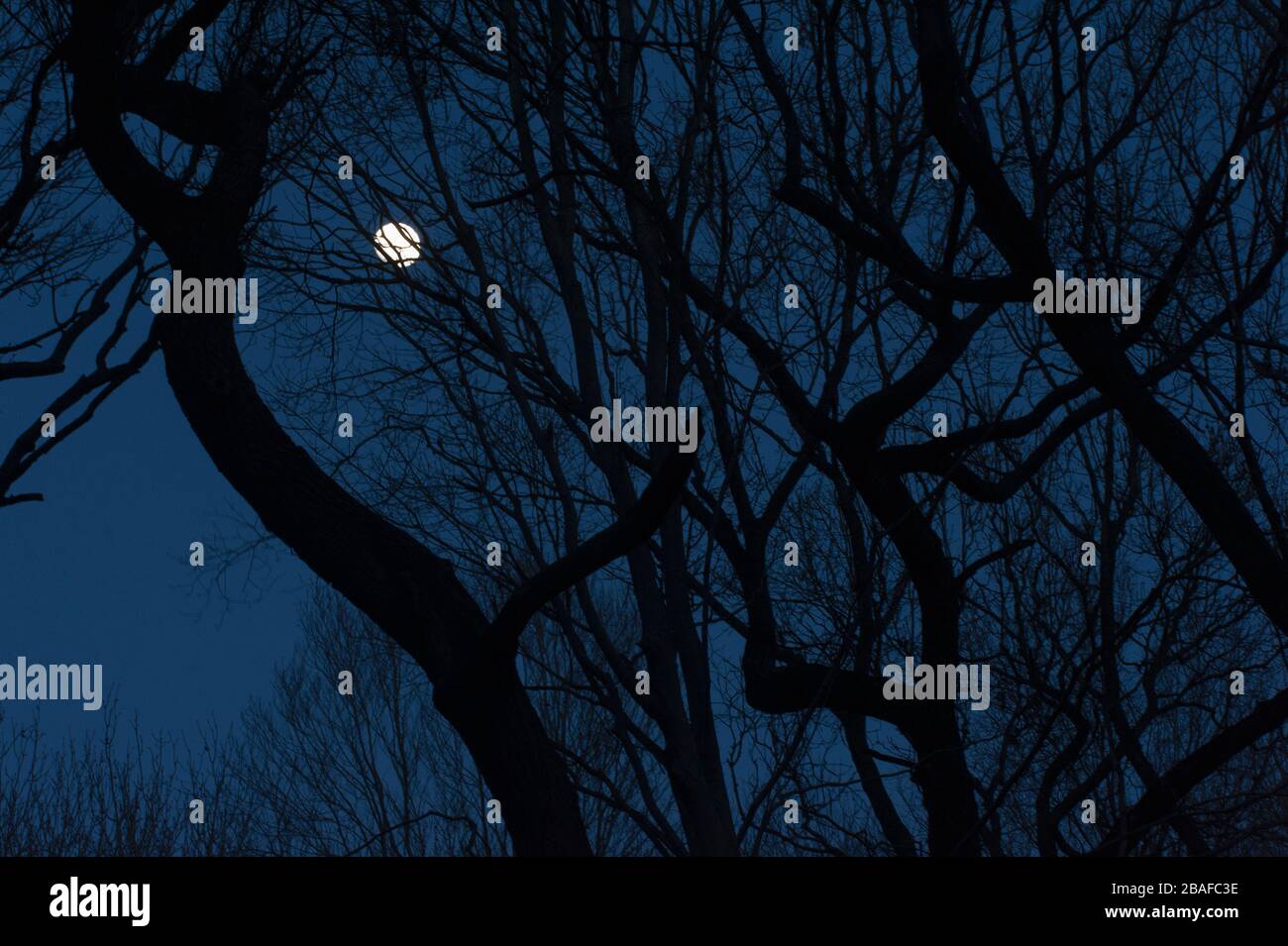 Vollmond und Bäume in der Nacht Stockfoto