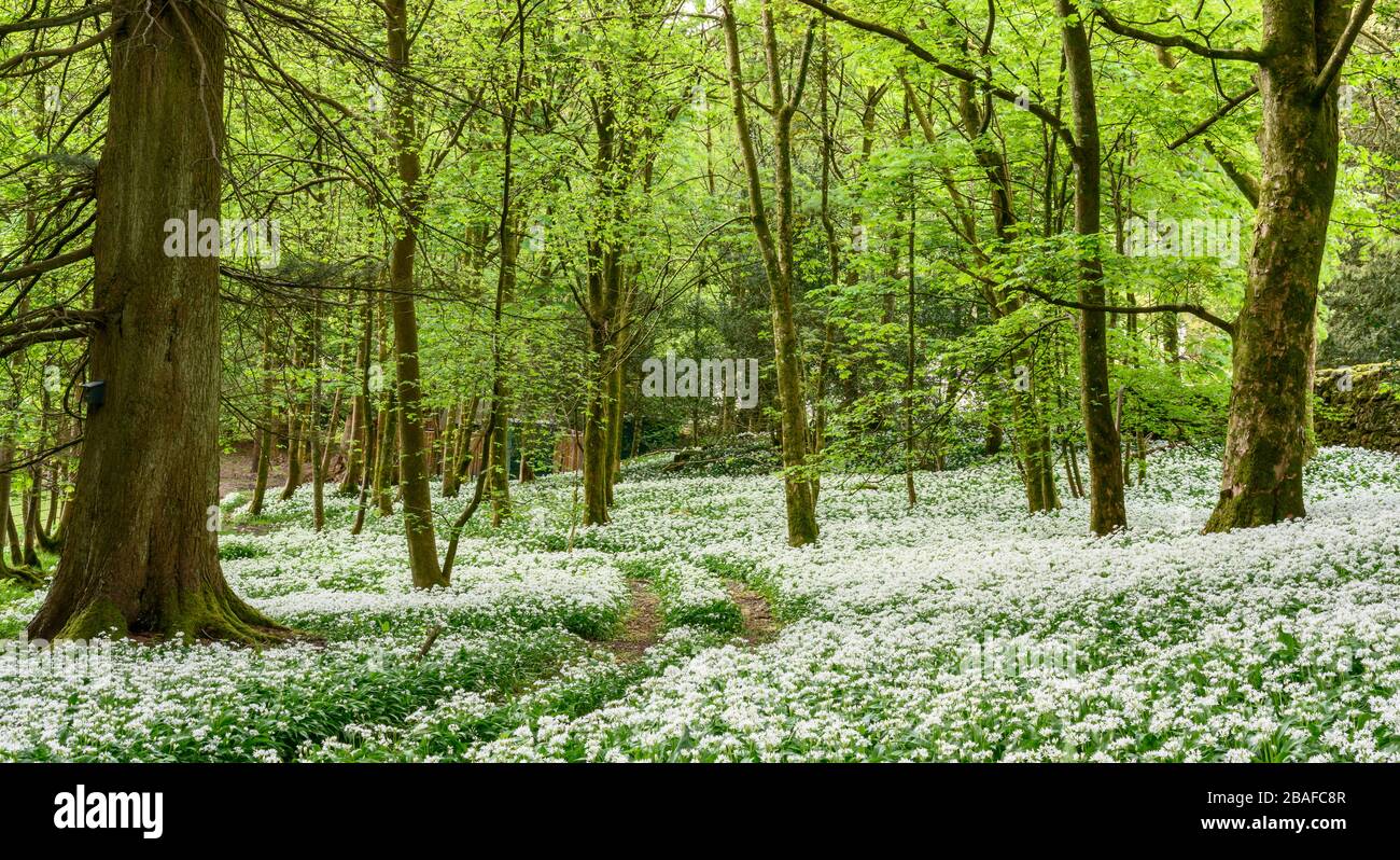 Frühlings-Wald mit essbarem, blühendem wildem Knoblauchteppich Stockfoto
