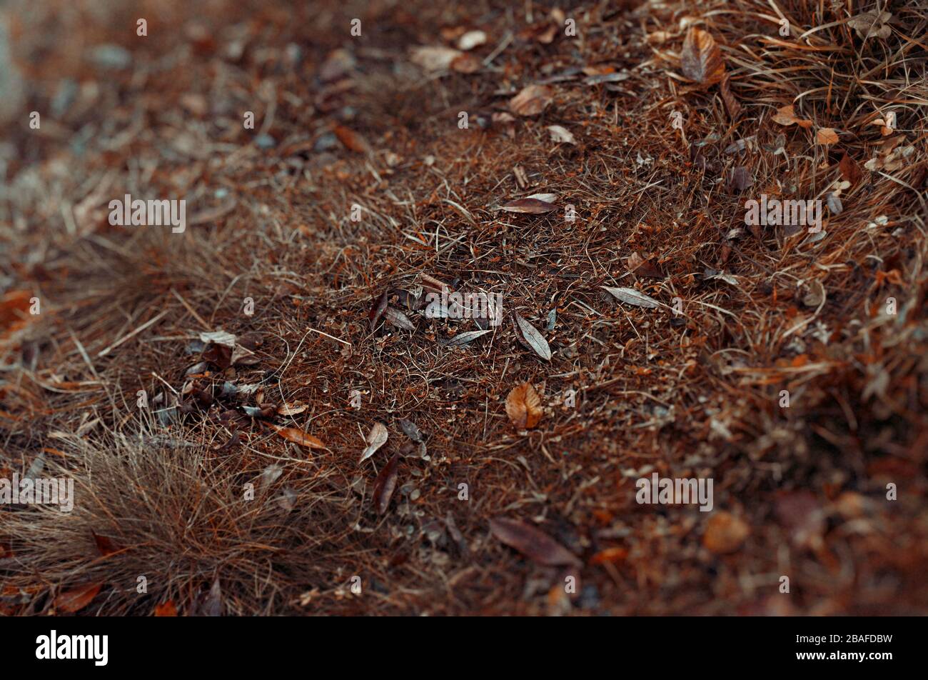 Natürlicher Hintergrund im Herbst. Grastextur mit gestürzten Blättern. Oktober Wald abstrakter Hintergrund. Stockfoto