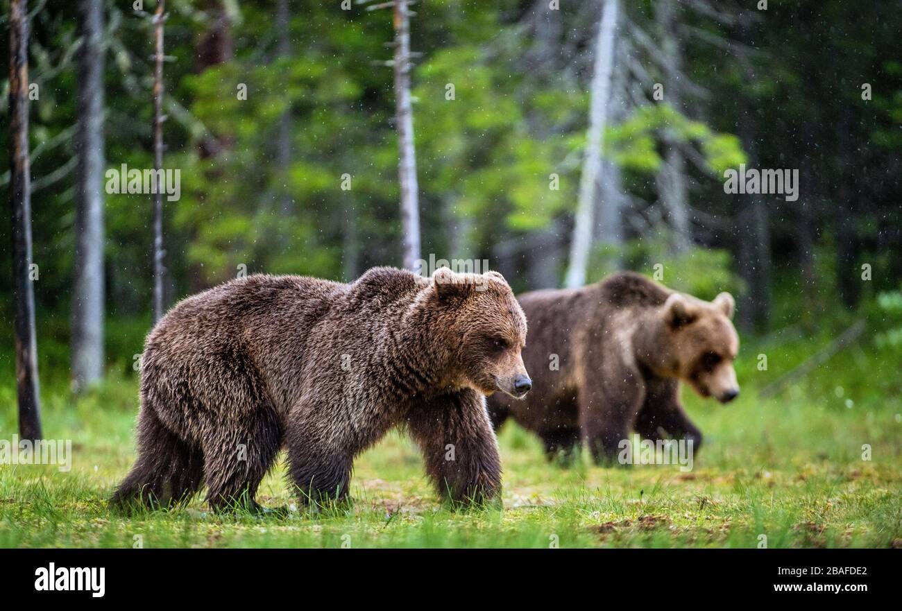 Im Sommerwald wandern Braunbären auf dem Sumpf. Wissenschaftlicher Name: Ursus arctos. Natürlicher Lebensraum. Stockfoto