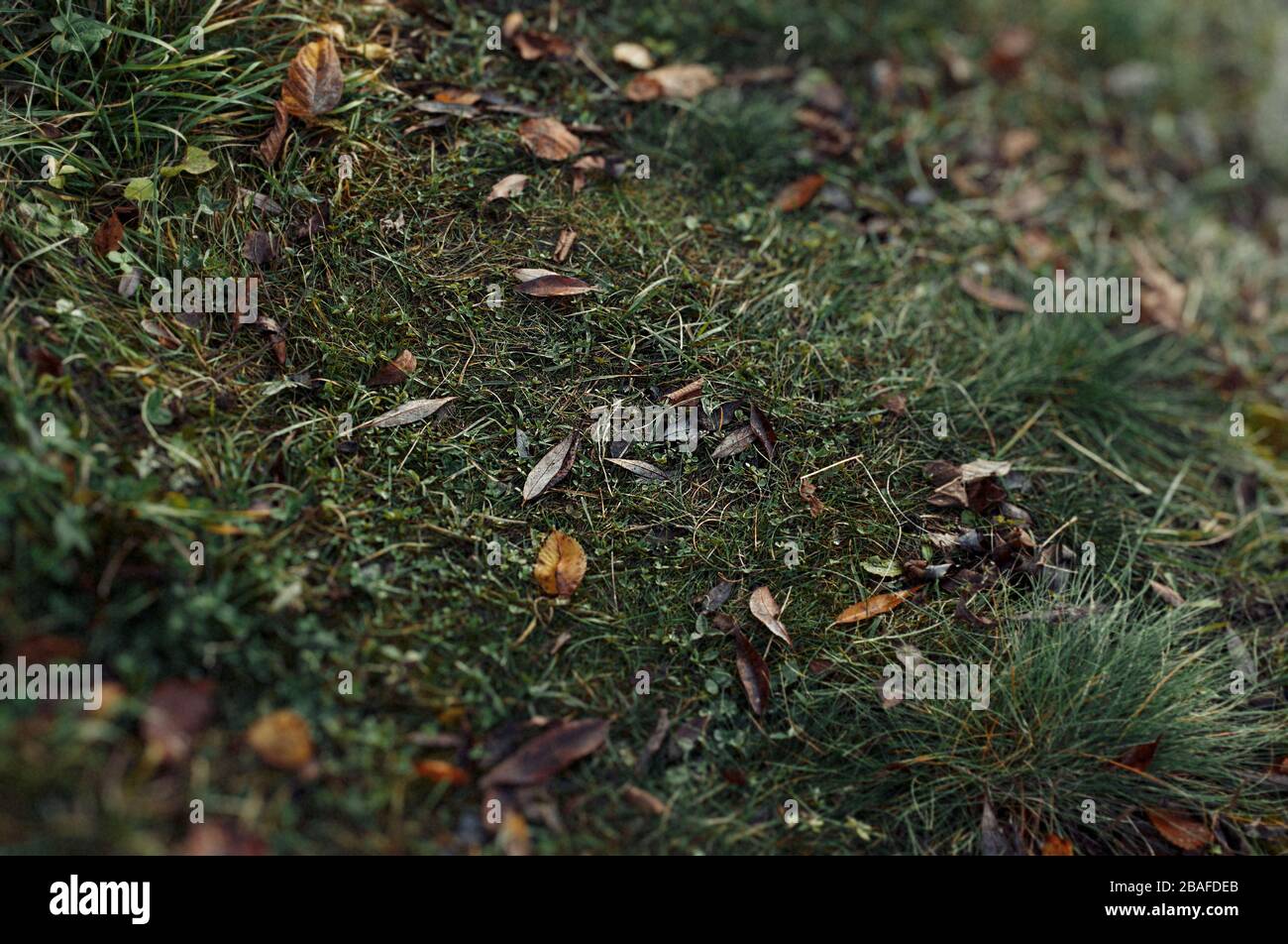 Romantische Grastextur mit gestürzten Blättern. Abstrakter natürlicher Hintergrund mit Vintage-Toning. Stockfoto