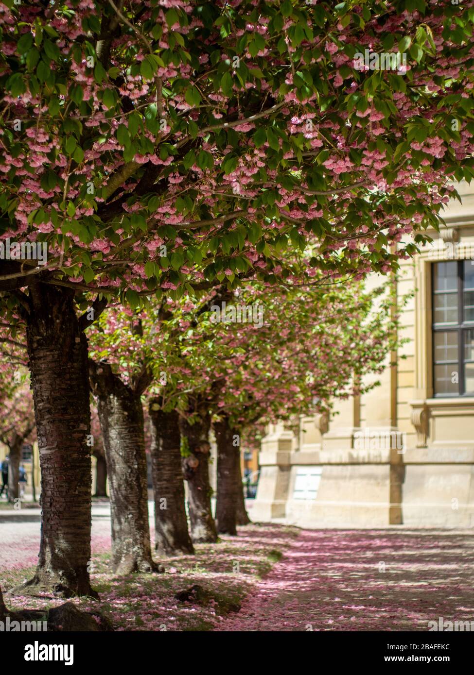 Würzburg, Würzburger Frühling 2019 Kirschblüte an der Residenz, ein Welterbe in Deutschland mit Blick auf eine Gasse aus Kirschbäumen Stockfoto