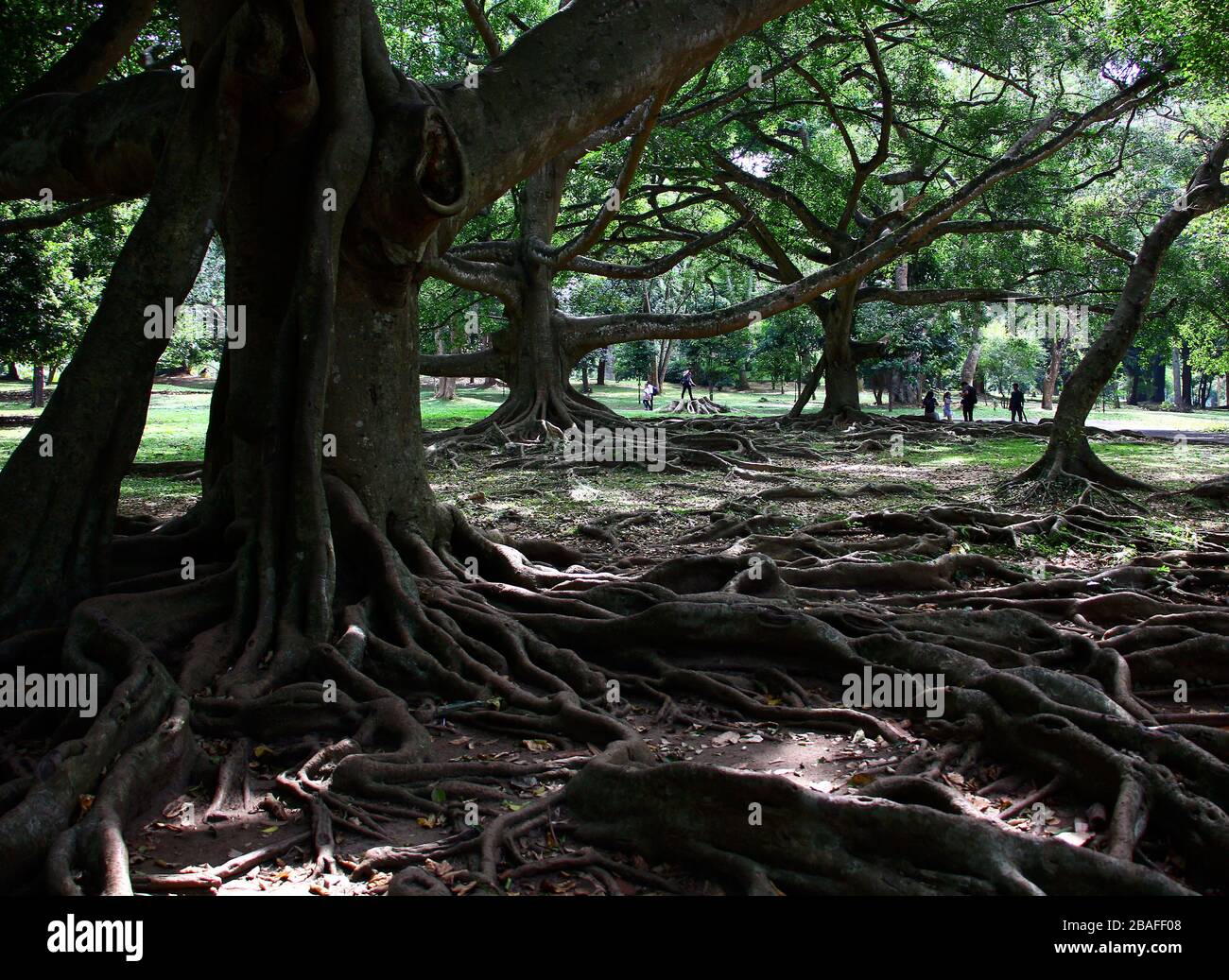 Javan-Fig-Baum am Botanischen Garten Stockfoto