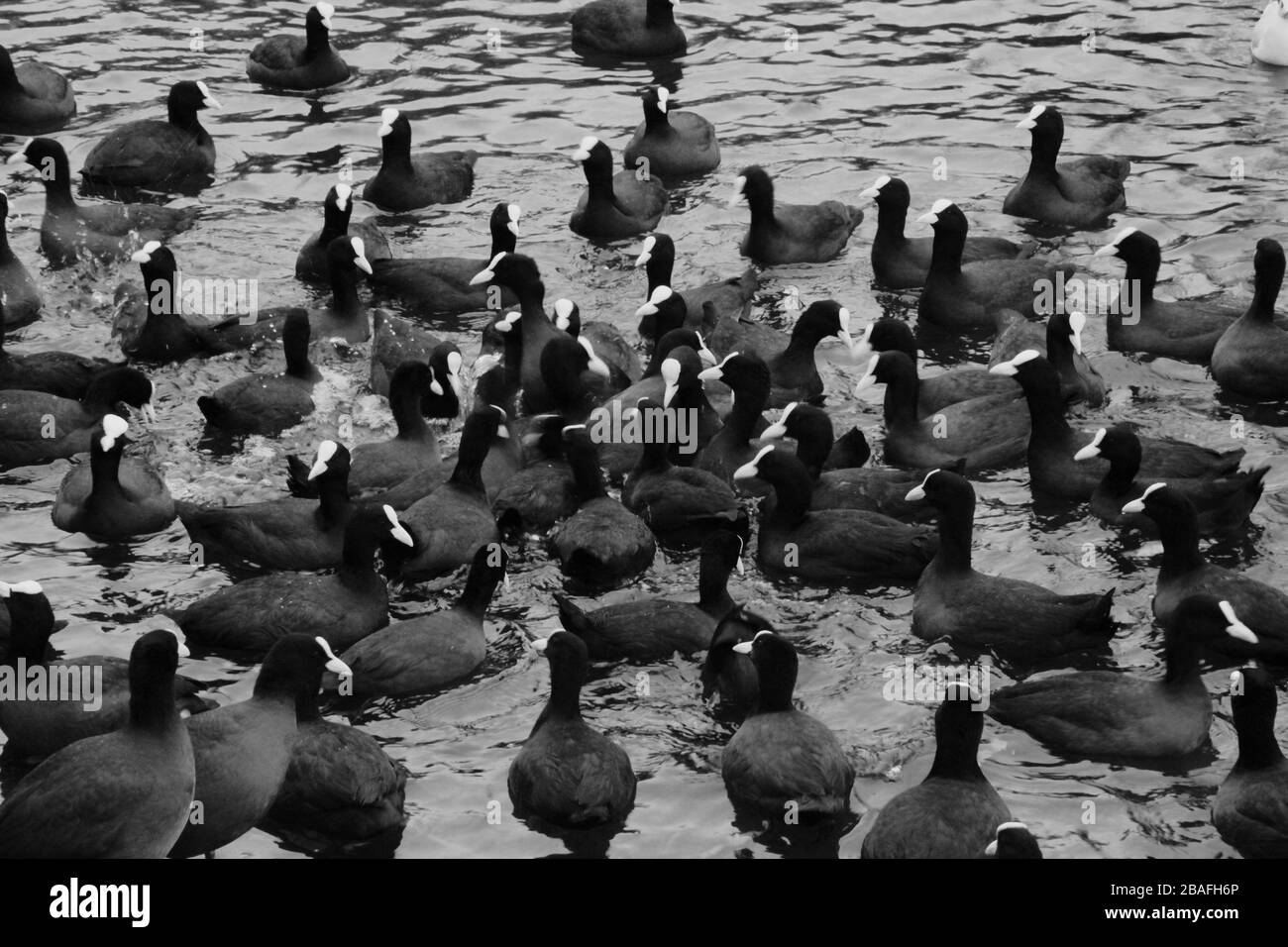 ENTE IN LONDON Stockfoto