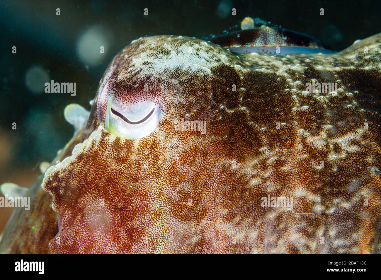 Broadclub Tintenfisch (Sepia latimanus) - Augendetails. Lembeh Strait, Indonesien Stockfoto