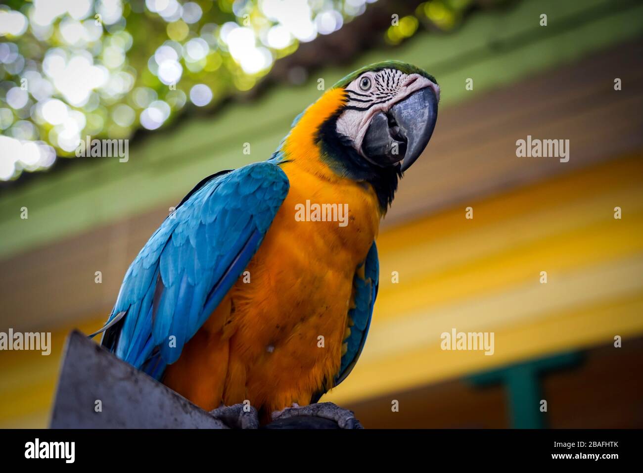 Blue and Gold Macaw und Yellow Macawa in Parrot in A Park in Cartagena, Kolumbien Stockfoto