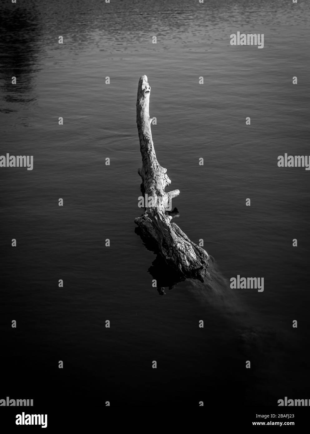 Alter Baumstamm im Wasser. Vertikales Schwarzweißfoto Stockfoto