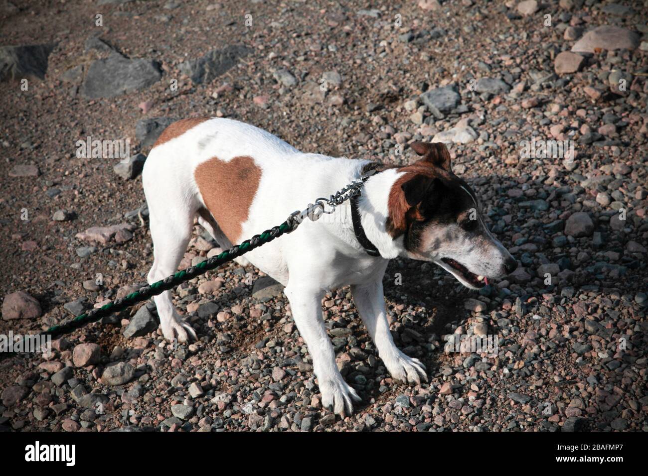 Jack Russell Terrier zieht an der Spitze Stockfoto