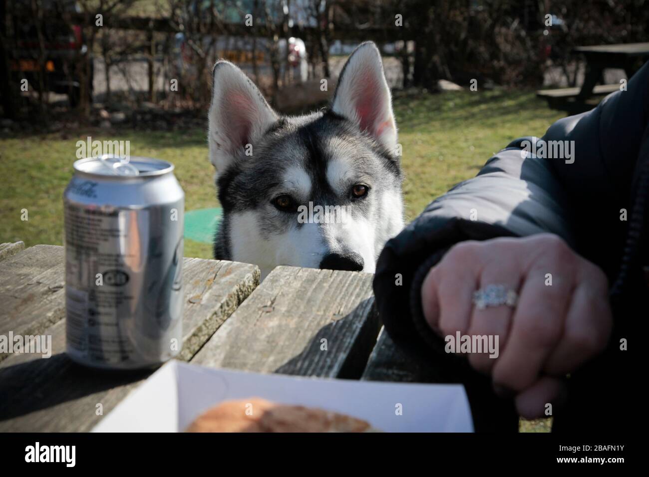 Husky Blick über den Rand des Outdoor-Tisch Stockfoto