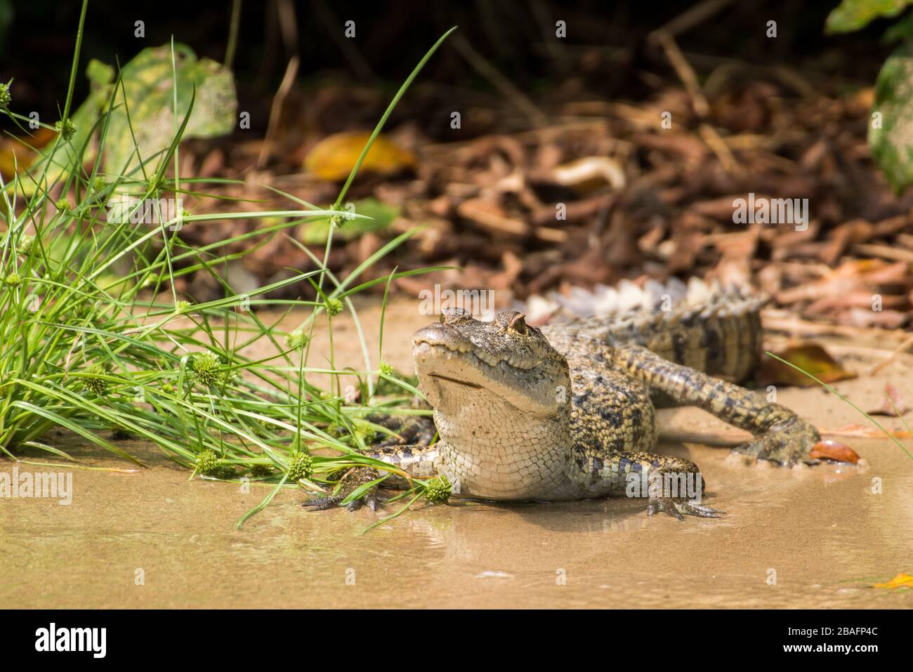 MONTES AZULES NATURHEILIGTUM, CHIAPAS/MEXIKO - 16. MAI 2019. Krokodil der Jugendmorelette (Crocodylus moreletii) am Ufer des Lacantun Flusses. Stockfoto