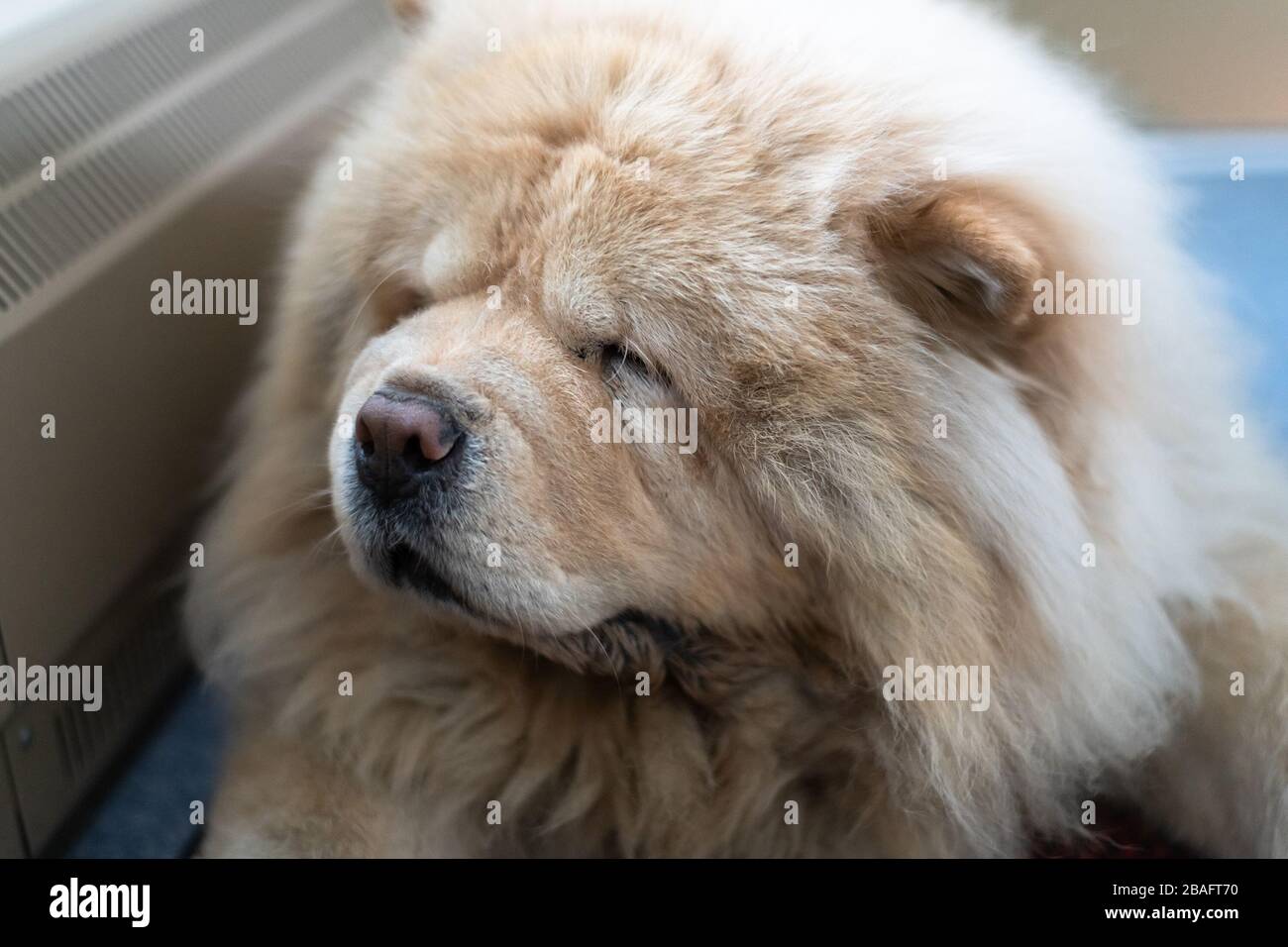 Chow-Chow Hund liegt auf dem Boden neben dem Heizkörper Stockfoto