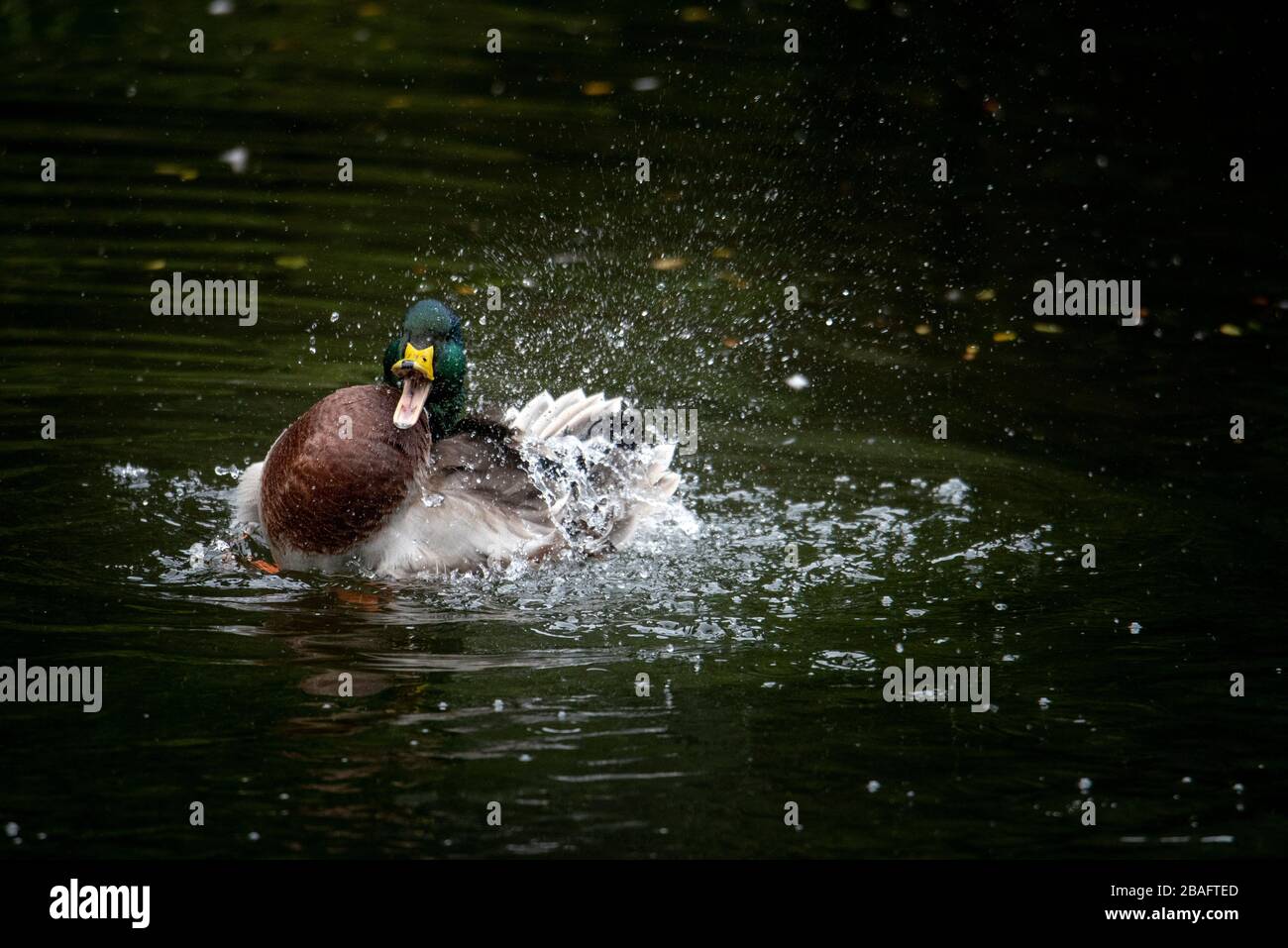 Entenbad Stockfoto