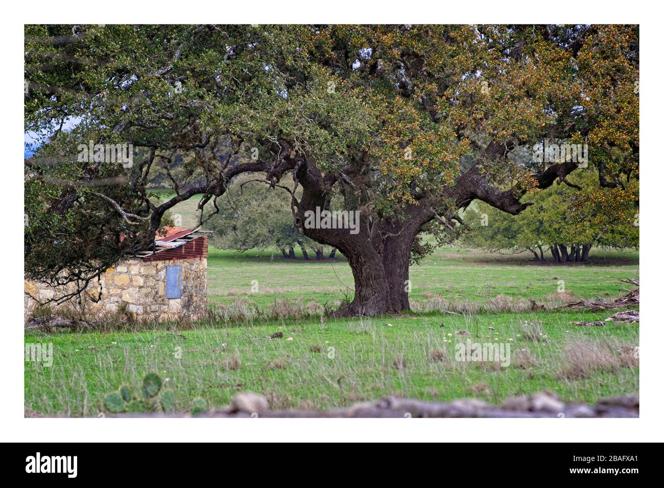 Texas Hill Country mit stoned Zaun, lebende Eiche, kleines Steingebäude. Stockfoto