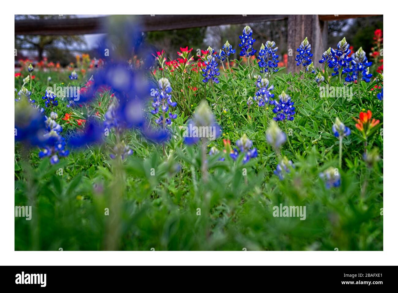Texas bluebonnets, indischer Pinsel wilde Blumen durch Landstraße mit geteiltem Schienenzaun. Stockfoto