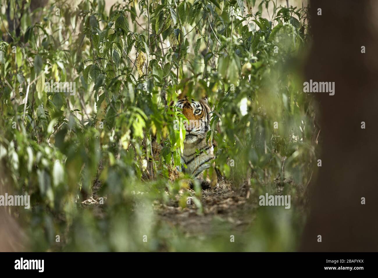 Tigress Machali aus Bengalen beobachtet neben den Bäumen in der Nähe des Rajbaug Gebiets, des Ranthambhore-Waldes, Indien eine Beute. Stockfoto
