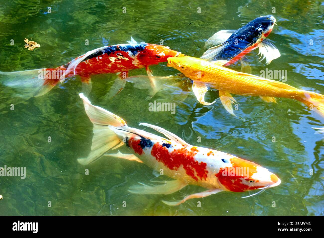 Koi karpfen im aquarium Fotos und Bildmaterial in hoher Auflösung Alamy