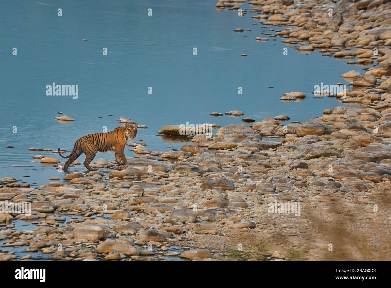 Wilder männlicher Tiger prowling im Jim corbett Forest, Indien. Stockfoto