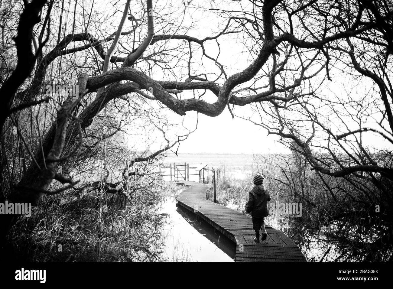 Kleines Kind in den kleinen Bächen auf einer Holzboardpromenade/ Pfad durch die Bäume eines Feuchtgebiets Naturschutzgebiet in Magor, ein SSSI in der Nähe der Severn Mündung Stockfoto